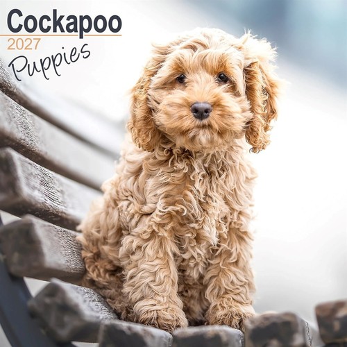 Cockapoo puppies calendar 2027 - puppies,