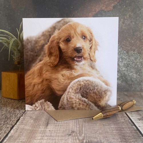 Puppy cockapoo card - card,