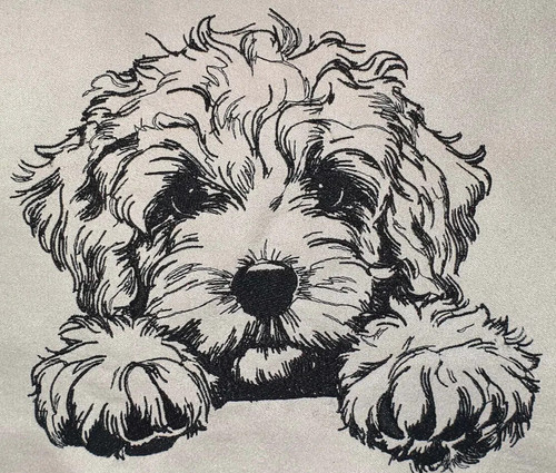 Cockapoo puppy dog white - puppy,