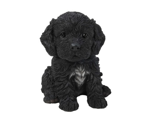 Sitting cockapoo puppy - cockapoo,